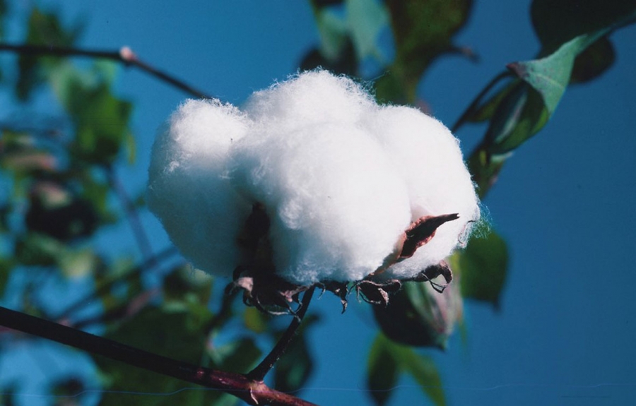 042fe3d13b5bd8e190e24cac014a6620_xl