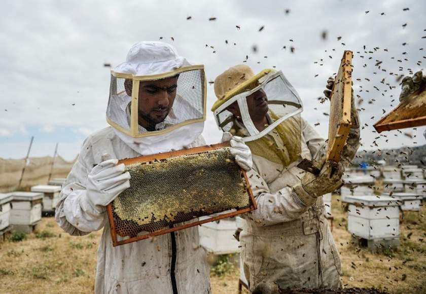 apicultura-1