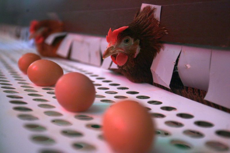 cat-costa-sa-ti-faci-o-ferma-de-pasari-si-ce-castiguri-obtii