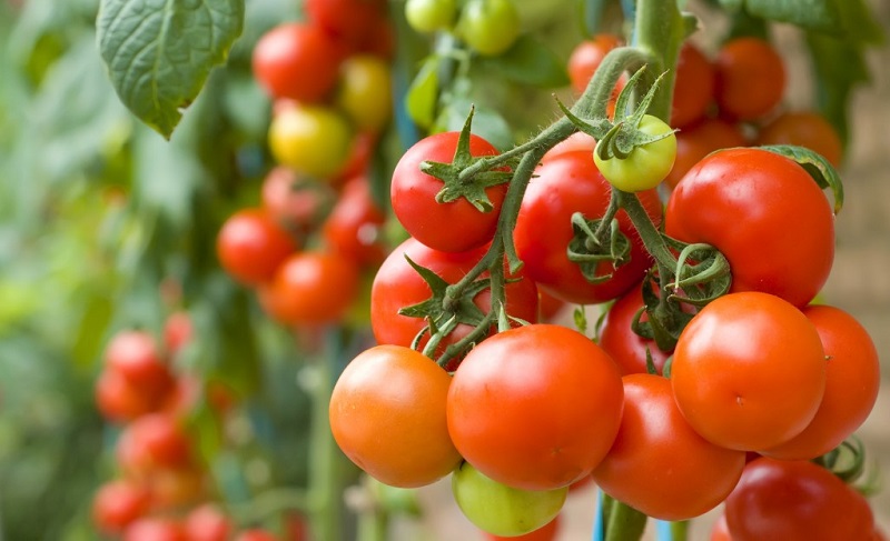 plantarea-rosiilor-in-gradina-1