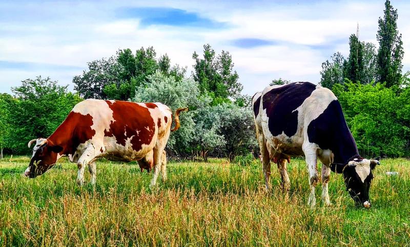 image-2020-08-27-24254430-41-cresterea-animalelor