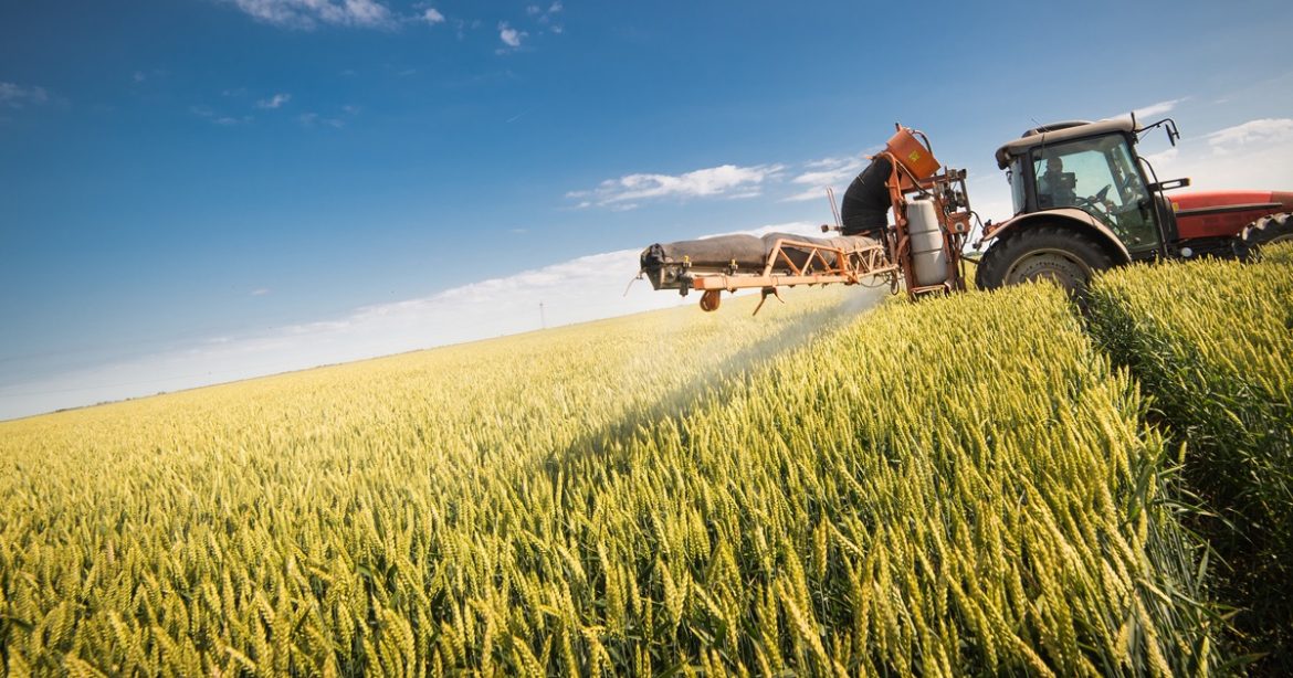 Tractor spraying wheat field