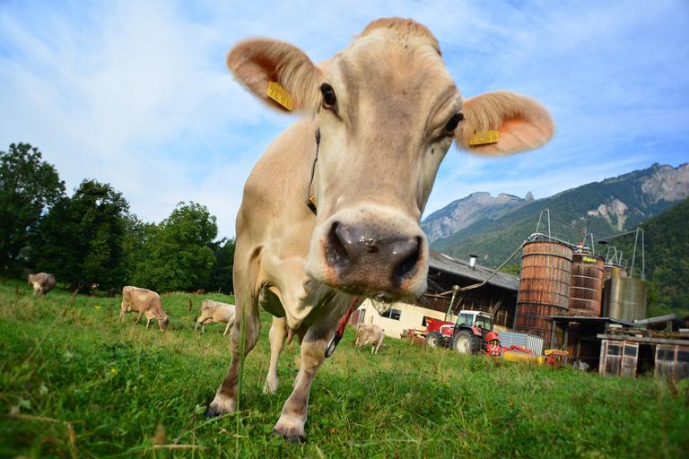 cow_switzerland_cows_cattle