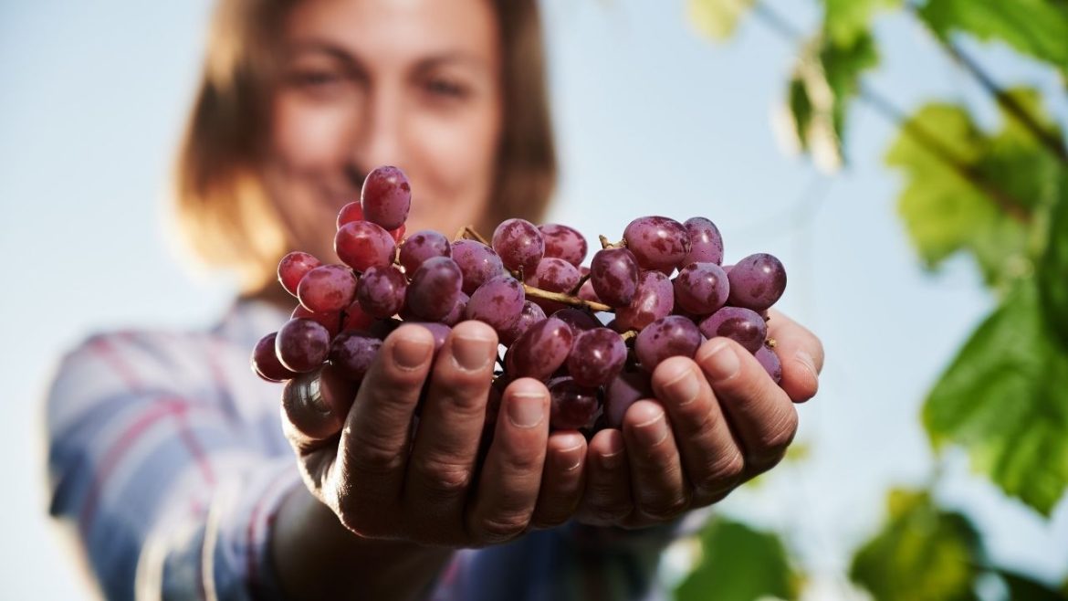 subventie-struguri-conditii